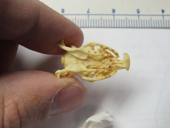 Media type: image;   Herpetology R-4211